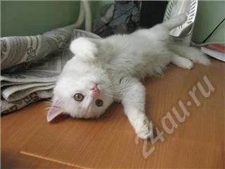 Лот: 487975. Фото: 1. Отдам кота! :). Остальные животные