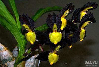 Лот: 13643054. Фото: 1. Продам орхидею Catasetum Tenebrorum... Горшечные растения и комнатные цветы