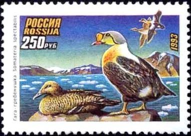 Лот: 11494941. Фото: 1. 1993, 1 июля. Утки. Гага-гребенушка. Марки