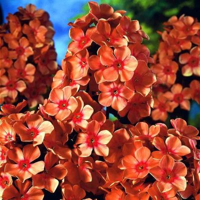 Лот: 12145189. Фото: 1. Флокс метельчатый Orange Perfection. Садовые цветы