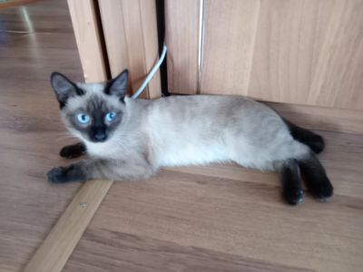 Лот: 25548822. Фото: 1. Отдам кошечку. Кошки, котята
