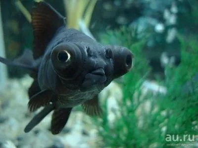 Лот: 16201226. Фото: 1. Телескоп черный (Carassius auratus... Рыбки