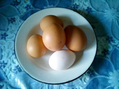Лот: 11599634. Фото: 1. Инкубационное яйцо кур-несушек. Птицы