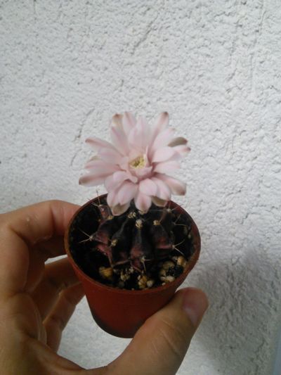 Лот: 9703864. Фото: 1. Кактус Gymnocalycium friedrichii... Горшечные растения и комнатные цветы