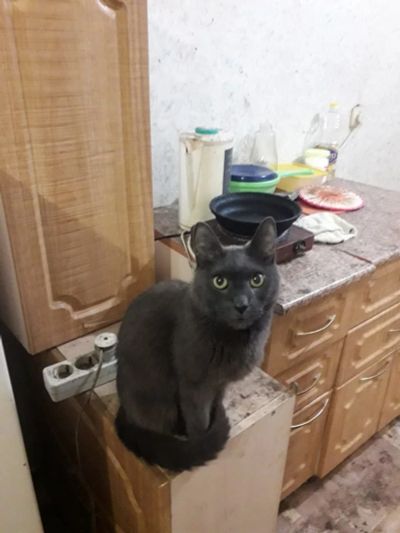 Лот: 15403433. Фото: 1. Кошак, серьезный. Кошки, котята