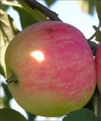 Лот: 10329527. Фото: 1. Саженцы яблони Мелба с открытой... Всё для ландшафта