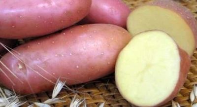 Лот: 11580861. Фото: 1. Картофель семенной, пророщеный. Овощи