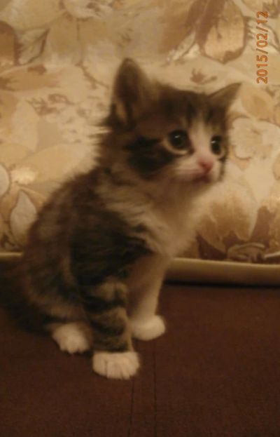 Лот: 5133576. Фото: 1. Серенькая. Родилась 7 января. Кошки, котята
