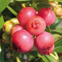 Лот: 6609728. Фото: 1. Голубика садовая Pink Lemonade. Другое (семена, рассада, садовые растения)