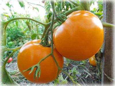 Лот: 15197283. Фото: 1. Томаты (помидоры), семена Сорт... Овощи