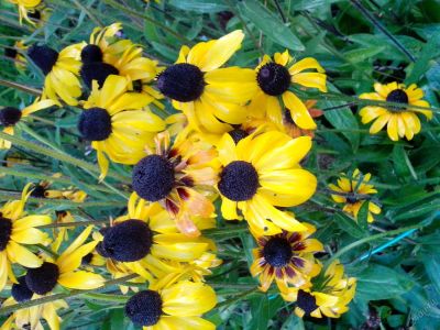 Лот: 5959404. Фото: 1. Эхинацея "Echinacea paradoxa... Пряные, лекарственные растения и зелень