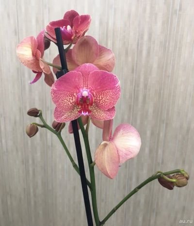 Лот: 14028178. Фото: 1. Орхидея 3. Горшечные растения и комнатные цветы