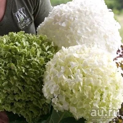 Лот: 11289100. Фото: 1. Гортензия древовидная Инкредиболл. Декоративные кустарники и деревья