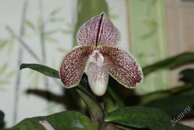 Лот: 2886310. Фото: 1. орхидея Paph. bellatulum x spicerianum. Горшечные растения и комнатные цветы