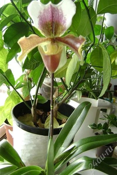 Лот: 2290273. Фото: 1. орхидея пафилопедиум цветущая. Горшечные растения и комнатные цветы