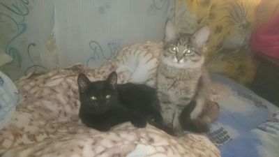 Лот: 7646769. Фото: 1. отдам котят хорошие руки. Кошки, котята