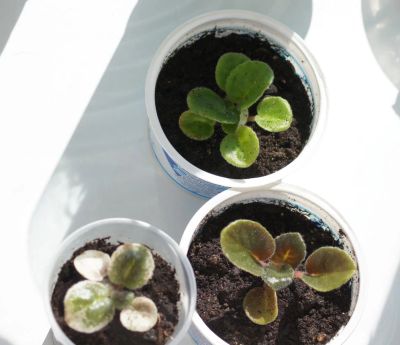 Лот: 5329669. Фото: 1. Фиалки, 3 детки (Голубой дракон... Горшечные растения и комнатные цветы