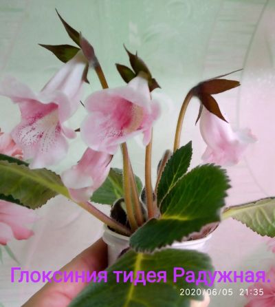 Лот: 17820050. Фото: 1. Глоксиния махровая (куст) и не... Горшечные растения и комнатные цветы