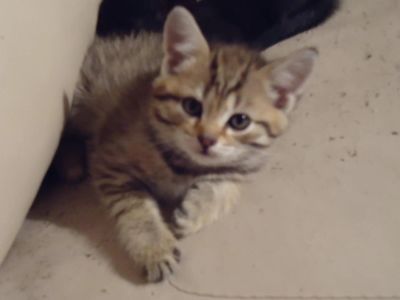 Лот: 5059931. Фото: 1. Милый котёнок! Торг. Кошки, котята