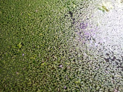 Лот: 10817059. Фото: 1. Ряска для декора аквариума или... Водные растения