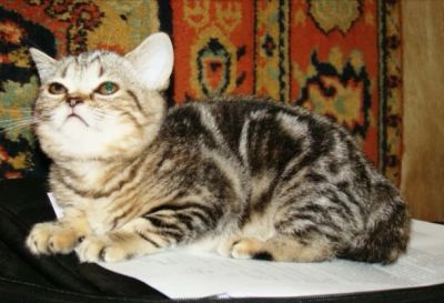 Лот: 6278498. Фото: 1. Шотландский котенок-девочка. Кошки, котята