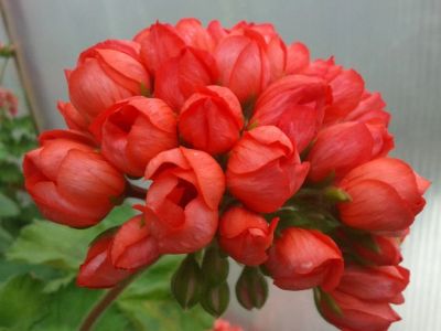 Лот: 10448436. Фото: 1. Герань тюльпановидная (пеларгония... Горшечные растения и комнатные цветы