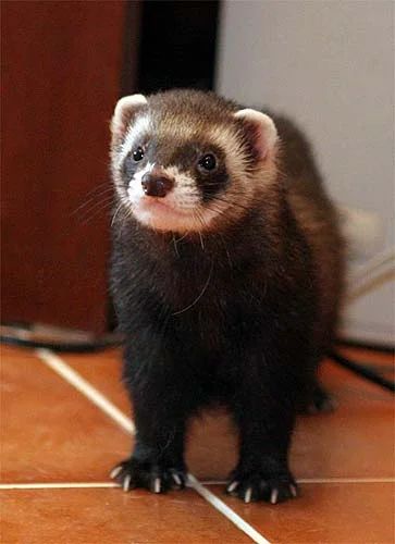 Лот: 3072641. Фото: 1. Хорек девочка 3 месяца с документами... Остальные животные