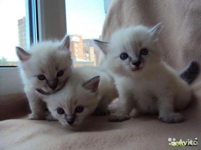 Лот: 6447222. Фото: 1. Котенок. Кошки, котята