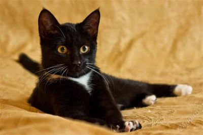 Лот: 2271673. Фото: 1. Озорная котейка ищет хозяев!. Кошки, котята