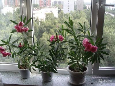 Лот: 6349895. Фото: 1. Олеандр - укорененный черенок. Горшечные растения и комнатные цветы