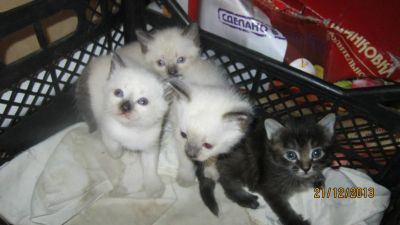 Лот: 4763962. Фото: 1. Сиамские кошечки. Кошки, котята
