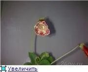 Лот: 111748. Фото: 1. колерия пестрая. Горшечные растения и комнатные цветы