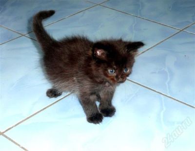 Лот: 676269. Фото: 1. Симпатичный котенок. Остальные животные