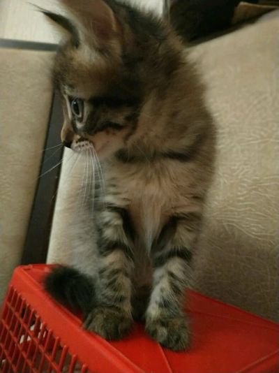 Лот: 14373582. Фото: 1. Котенок девочка 2 месяца. Кошки, котята