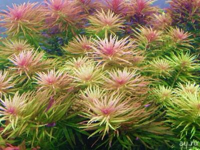 Лот: 12967233. Фото: 1. Лимнофила Ароматика (Limnophila... Водные растения