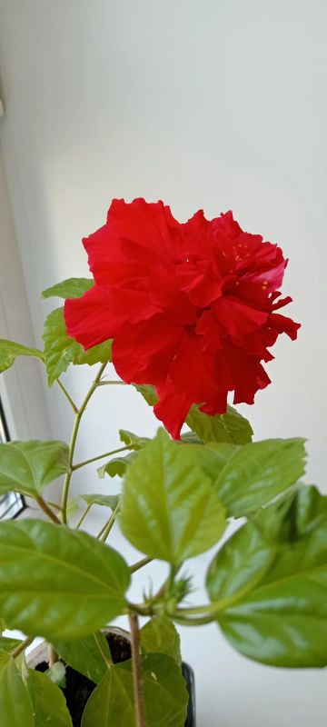 Лот: 20356981. Фото: 1. роза китайская (гибискус) махровая... Горшечные растения и комнатные цветы