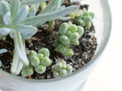 Лот: 11823115. Фото: 1. Пахифитум компактный Pachyphytum... Горшечные растения и комнатные цветы