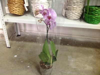 Лот: 7992431. Фото: 1. Орхидея фаленопсис на 1 ствол... Горшечные растения и комнатные цветы