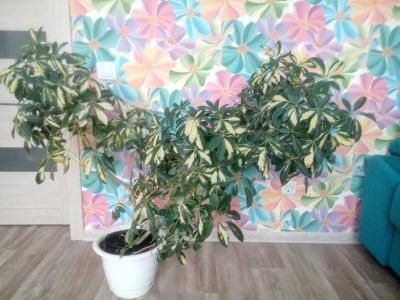 Лот: 9830710. Фото: 1. Шефлера. Горшечные растения и комнатные цветы