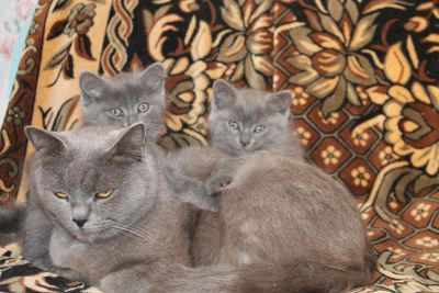 Лот: 15277217. Фото: 1. котята котенок 1. Кошки, котята
