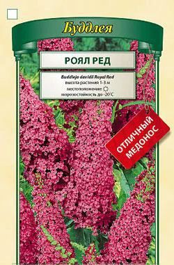 Лот: 3846528. Фото: 1. Буддлея Роял Ред (саженец). Другое (семена, рассада, садовые растения)