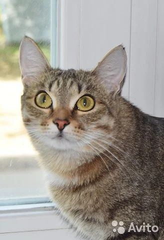 Лот: 8029452. Фото: 1. Отдам в хорошие руки кошечку... Кошки, котята