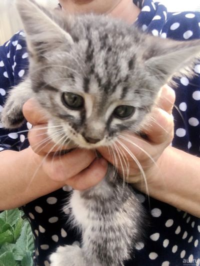 Лот: 13997940. Фото: 1. Отдам котят в добрые руки. Кошки, котята