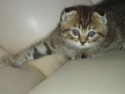 Лот: 4466511. Фото: 1. Шотландские вислоухие. Кошки, котята