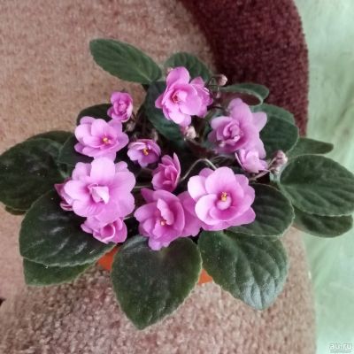 Лот: 11833985. Фото: 1. Фиалка мини,розовая махровая-листик... Горшечные растения и комнатные цветы