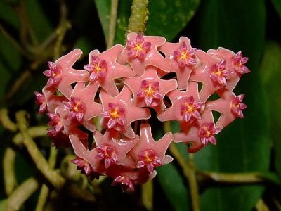 Лот: 3133826. Фото: 1. Хойя камфорифолия (Hoya сamphorifolia... Горшечные растения и комнатные цветы