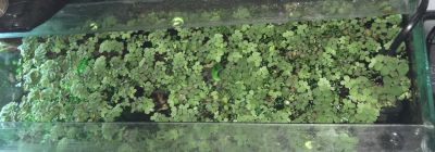 Лот: 15902664. Фото: 1. Сальвиния растение в аквариум. Водные растения