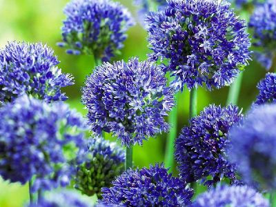 Лот: 17767790. Фото: 1. Сине-голубой декоративный лук... Садовые цветы