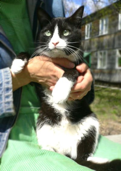 Лот: 7830922. Фото: 1. Отдам молодого ласкового котика... Кошки, котята