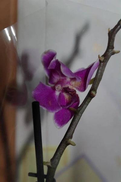 Лот: 3749415. Фото: 1. Орхидея фаленопсис мини.. Горшечные растения и комнатные цветы